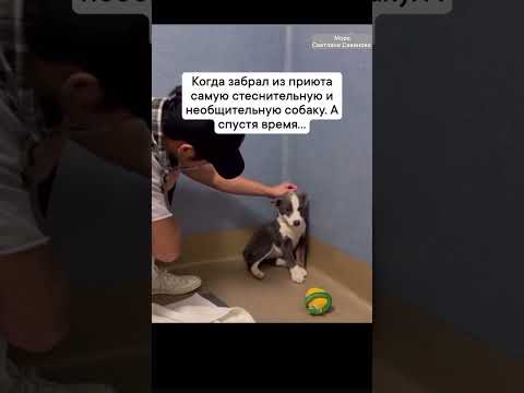 Собака из приюта #моюака #другчеловека #море #светланасавинова