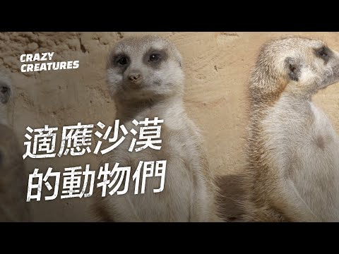 適應沙漠環境的動物是如何做到的？| 奇怪動物紀錄片 - YouTube(3分15秒)