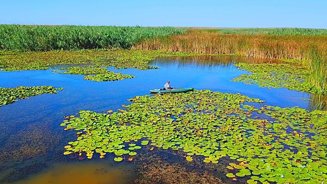 РЫБАЛКА НА КАРАСЯ В ЗАРОСЛЯХ КАМЫША И КУВШИНКИ.