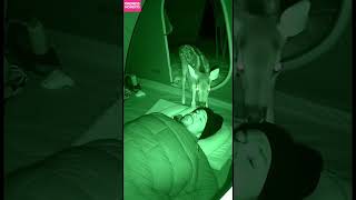 Kindness 🦌 Deer Visits Sleeping Camper in Tent #kindness #wildlife #shorts