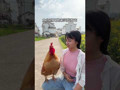 After walking out for less than two minutes, the big rooster came to me to hold it