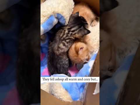 This man found two little kittens on a rainy day and then... #kitten #rescueefforts