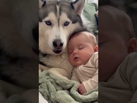 Husky and Baby 😂 Sheldon Lets a Sleepy Baby Rest on His <strong>Neck</strong>