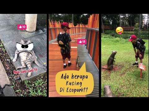 KUCING BISA NGOMONG??😽🐈‍⬛