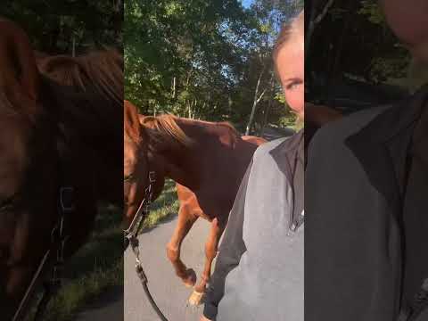 Name a better sound - I’ll wait…🔊 #horse #hoof #asmr #illwait #happy