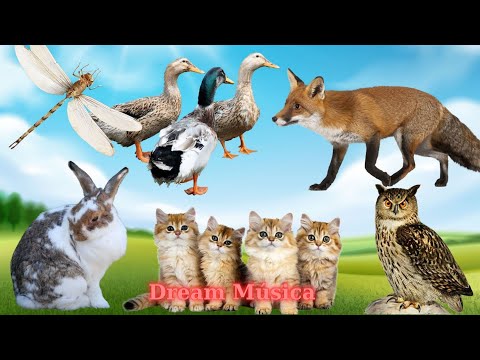 Animal Sounds Around Us: Fox, Duck, Kitten, Rabbit, Caterpillar - Animal Sounds