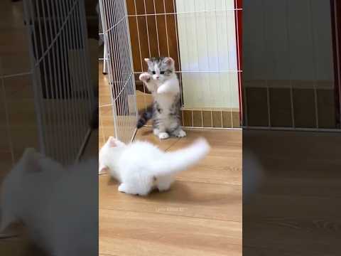 Overload of cuteness ??