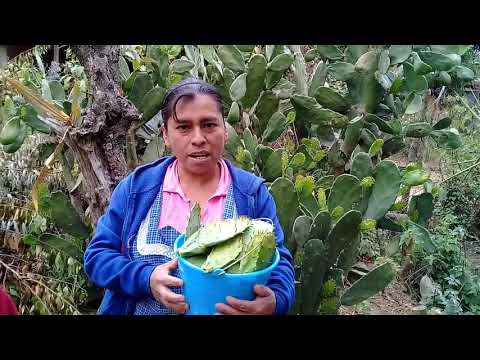 Asi se prepara una deliciosa comida con nopales, cebolla y chile Huachinango