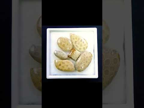 # Amazing fossil Coral stones #natural