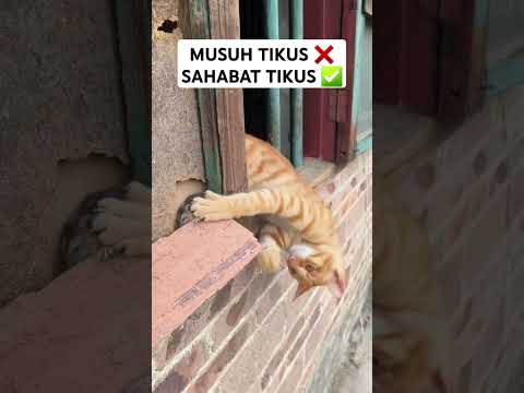 MUSUH TIKUS ❌ SAHABAT TIKUS ✅ #cat #oren #kucinglucu #shorts