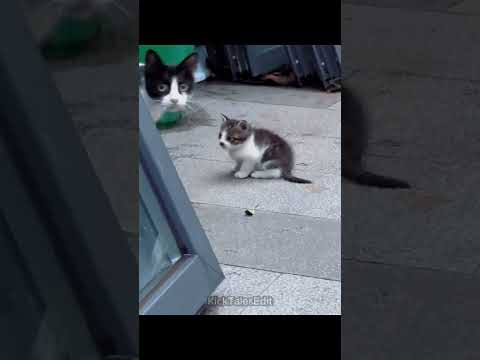 MOTHER CATS PROTECTING 💀