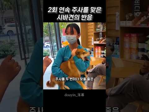 2회 연속 주사를 맞은 시바견의 반응