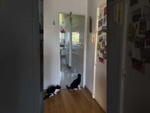 très drôle le chat 😜 🐱 😜 🐱 😜 🐱 😜 🐱 😜 🐱 😜 #cat #questcequejedevraischoisir