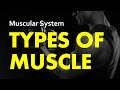 Exploring the Three Types of Muscle in the Human Body