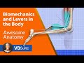 Understanding Lever Systems in the Human Body