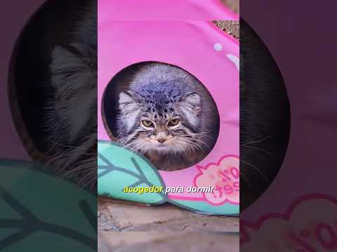 Gato Salvaje . ¿Lo conoces?,¿Sabes Su Nombre ? #vidasalvaje #satisfying #shortvideo #gatos #shorts