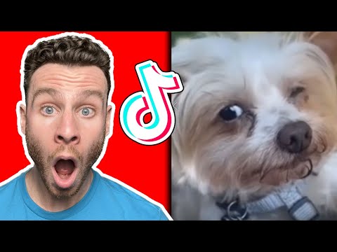 Laugh your way through these Yorkshire Terrier dog TikToks