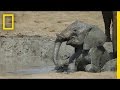 Exploring the World of Elephants