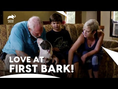 Will This Dog Get Adopted & Be a Part of Kids Soccer Team? | Pit Bulls & Parolees | Animal Planet