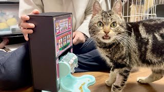餌が出てくるスロットマシーンを猫にプレイさせるとこうなります
