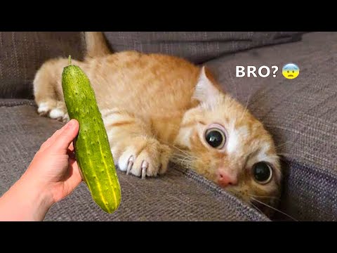 Funniest Dogs And Cats - Best Of The 2022 Funny Animal Videos #9