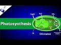 Exploring the Process of Photosynthesis