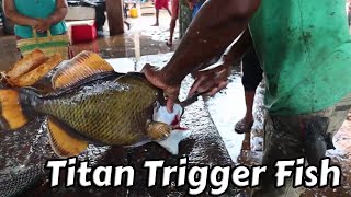 Live Titan Trigger Fish Cutting & Skinning Master in sri lanka #trending #shorts #fish