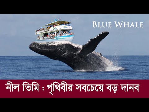 ভয়ংকর নীল তিমি !! যা সাগর কিংবা পৃথিবীর সবচেয়ে বড় দানব? Blue Whale || Biggest Monster Ever