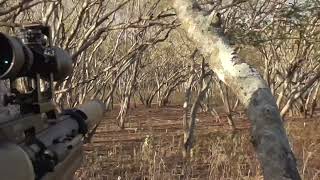 AirForce Texan Hunting Axis Deer
