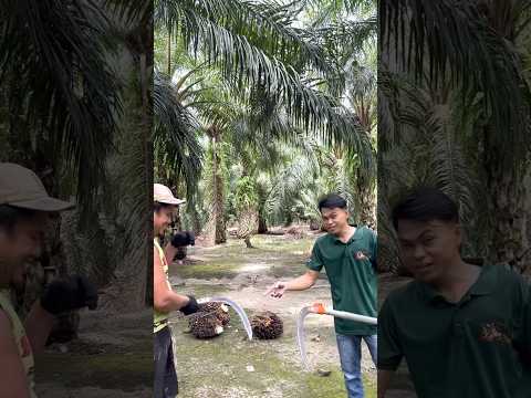 Ternyata minta di bantu manen sawit
