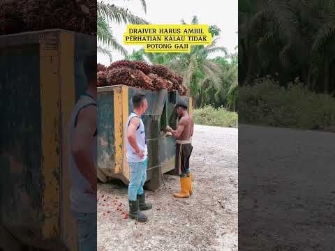 DRAIVER harus ambil perhatian #kelapasawit #truksawit #sawit #trucksawit #kebunsawit #sawitsarawak