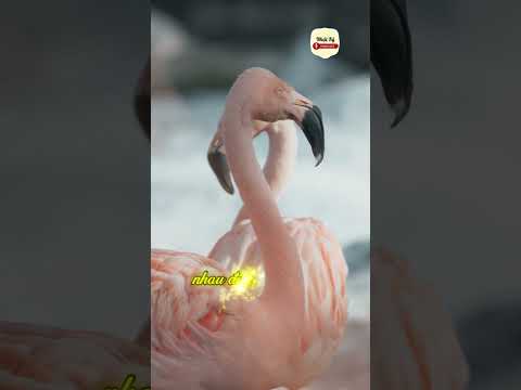 Đồng tính thì sao? Nhật Ký Podcast