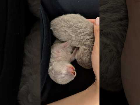 Baby Otters Day 10 #shorts