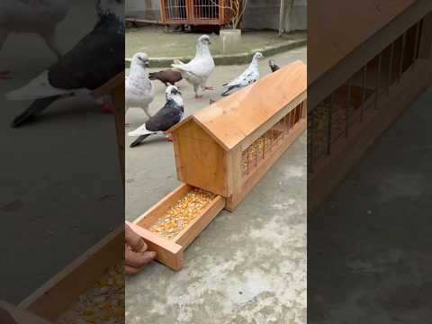 Pigeons feeding #pigeon #paloma #голубь #حمامة #pigeonlover #pet