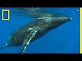 Humpback Whales Hunting Techniques
