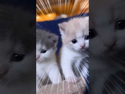 ネッコ見てニヤついたらアウトww