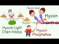 Calcium's Role in Smooth Muscle