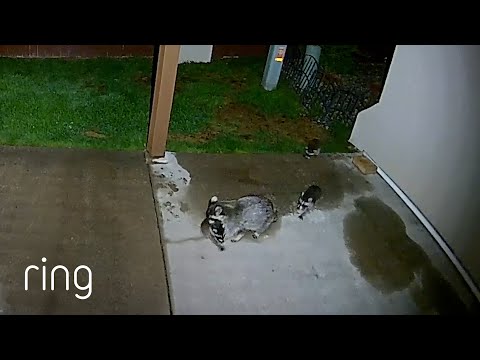 When a Mama Raccoon Had Enough of Her Baby Lollygagging | RingTV