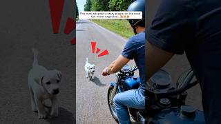 This biker found a stray puppy on the road and then...