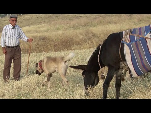 60 YILLIK ÇOBAN PALA DAYI VE KANGAL KÖPEKLERİ ( BELGESEL ) KURT VE KANGAL KÖPEKLERİ İLE ANILARI