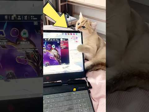 Este gatito es un gran travieso.#pets #cat #cute