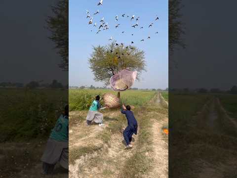 Hunting for black raven eggs ๐ฆโโฌ๐ชบ#black #raven #eggs #hunting