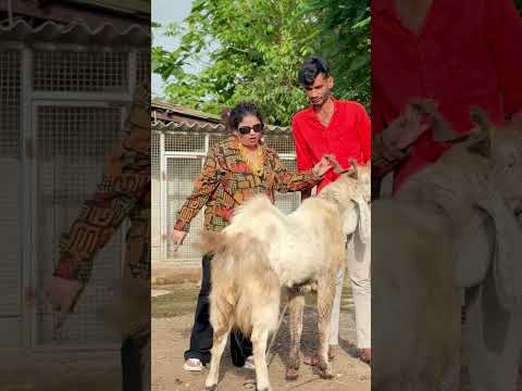 8879447378 md goat farm dinkar pada