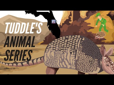 Tuddle Tries To Sneak Up On A Armadillo