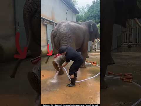 হাতির পা কেন সব সময় পরিষ্কার রাখতে হয় | elephant taming