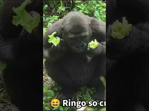犬の動画サムネイル - adorable #gorilla 💕😍 #gorillatag #金剛猩猩 #台北市立動物園 #shorts