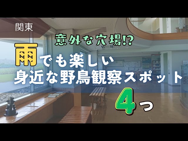 雨でも野鳥を見れるところは無いかな？と色々と出かけています。その中でも楽しかったところをあげました。公式サイトには載っていない情報も紹介しています。
〈目次〉
00:17 今回の内容ざっくり紹介
01:09 ★屋内観察型：谷津干潟自然観察センターの良さ
02:03 谷津干潟｜キリアイ・アカアシシギなど
03:03 ★屋内観察型：東京港野鳥公園ネイチャーセンタ
04:35 東京港野鳥公園内｜おすすめ観察小屋など
05:21 とっておき情報｜すぐ近くにあの食堂が！
06:09 ★野鳥園型：井の頭自然文化園
06:30 井の頭自然文化園｜普段は見れない貴重な角度✨
07:00 井の頭自然文化園｜オシドリ・ミゾゴイ・ゴイサギほか
07:56 井の頭自然文化園｜シマアジ・クロツラヘラサギ・ツクシガモほか
09:05 井の頭自然文化園｜ケージの外：シジュウカラガン・カリガネほか
09:48 ★野鳥園型：キャンベルタウン野鳥の森
10:04 巨大ゲージの中へ入る。放し飼いされている様子
10:37 雨の中、屋根付きの観察棟から撮影した野鳥たち
11:10 ケージ内の野鳥たち：ワライカワセミなど
11:34 ★まとめ

※動画内で「井の頭自然文化園」を「井の頭自然文化圏」と表示している箇所がいくつかあります。正しくは「井の頭自然文化園」です。

動画をご覧いただき有難うございます
チャンネル登録・高評価をしていただくと励みになります😊

〈チャンネル登録はこちら↓〉

<a rel=