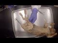 Muscle Anatomy and Dissection Concepts