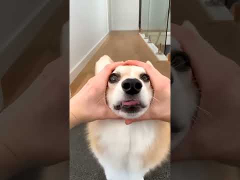 2 chú heo cute #corgi #funny