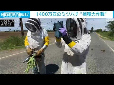 ニュースの動画サムネイル - 1400万匹のミツバチが逃げ出し“捕獲大作戦”周辺道路を封鎖(2025年6月1日)